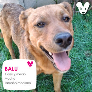 Balu