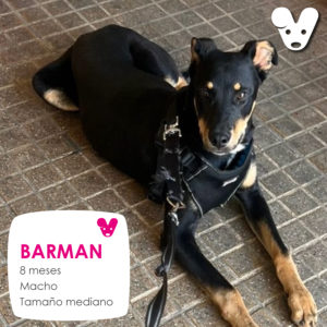 Barman