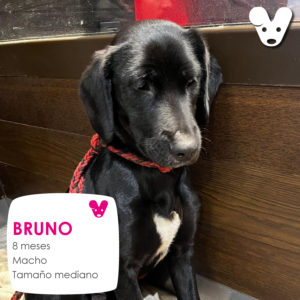 Bruno