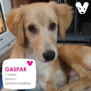 Gaspar