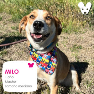 Milo