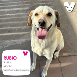 Rubio