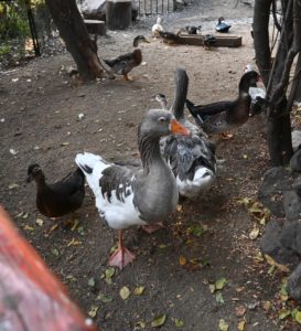 PRIMER "HUMEDAL DE BOLSILLO" ESTÁ EN LA REINA