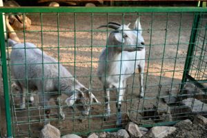 PRIMER "HUMEDAL DE BOLSILLO" ESTÁ EN LA REINA