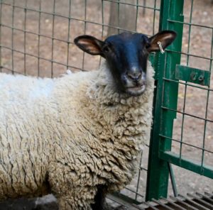 PRIMER "HUMEDAL DE BOLSILLO" ESTÁ EN LA REINA