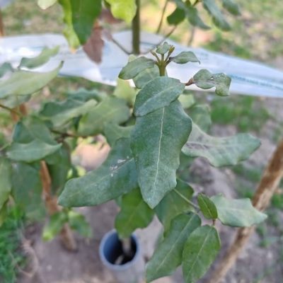 El reciclaje sigue creciendo en La Reina